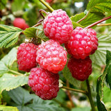 Raspberry Glen Ample (Rubus idaeus) Fruit Bush 3ltr Pot