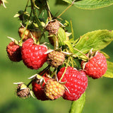Raspberry Heritage (Rubus idaeus) Fruit Bush 2ltr Pot
