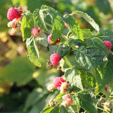 Raspberry Little Sweet Sister (Rubus idaeus) Fruit Bush 3ltr Pot Fruit