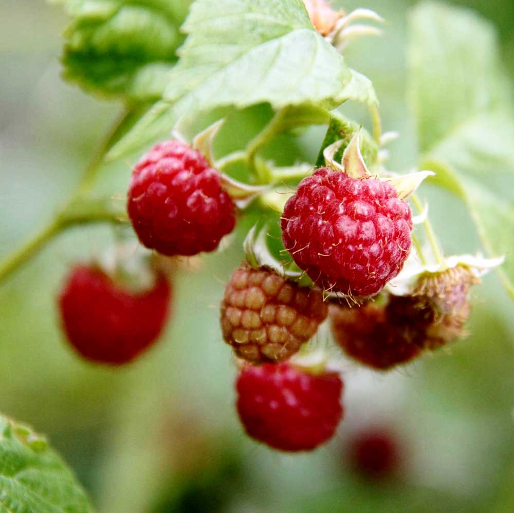 Raspberry Malling Leo (Rubus idaeus) Fruit Bush 3ltr Pot Fruit