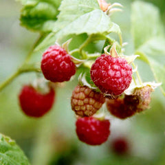 Raspberry Malling Leo (Rubus idaeus) Fruit Bush 3ltr Pot Fruit