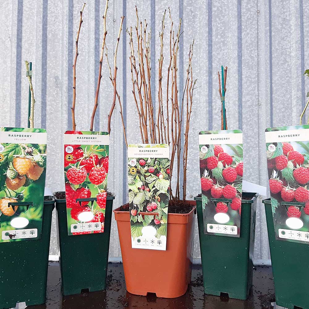 Raspberry Malling Leo (Rubus idaeus) Fruit Bush 3ltr Pot Fruit