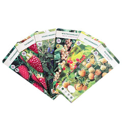 Raspberry Malling Leo (Rubus idaeus) Fruit Bush 3ltr Pot Fruit