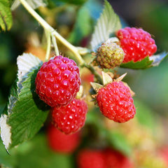 Raspberry Zeva (Rubus idaeus) Fruit Bush 3ltr Pot Fruit