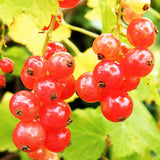Redcurrant Jonkheer Van Tet (Ribes Rubrum) Fruit Bush 3ltr Pot