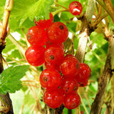 Redcurrant Rosetta (Ribes Rubrum) Fruit Bush 3ltr Pot Fruit