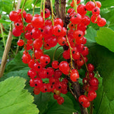 Redcurrant Rovada (Ribes Rubrum) Fruit Bush 3ltr Pot