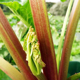 Rhubarb Glaskins Perpetual (Rheum Rhabarbarum) Fruit Bush 3ltr Pot