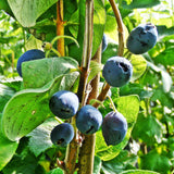 Siberian Honeyberry (Lonicera caerulea edulis) Fruit Bush 3ltr Pot Fruit