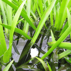 Stratiotes Aloides Aquatic Pond Plant - Water Soldier Aquatic Plants