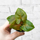 Syngonium Berry Arrowhead House Plant 6cm Pot