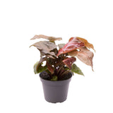 Syngonium Maria Arrowhead House Plant 6cm Pot