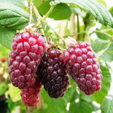 Tayberry (Rubus hybrid) Fruit Bush 3ltr Pot Fruit