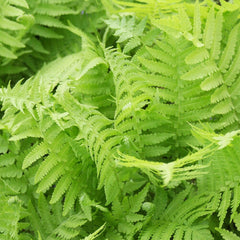 Thelypteris Palustris Aquatic Pond Plant - Marsh Fern Aquatic Plants