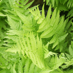 Thelypteris Palustris Aquatic Pond Plant - Marsh Fern Aquatic Plants