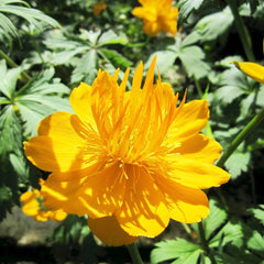 Trollius Chinensis Golden Queen Aquatic Pond Plant Aquatic Plants