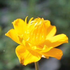Trollius Chinensis Golden Queen Aquatic Pond Plant Aquatic Plants