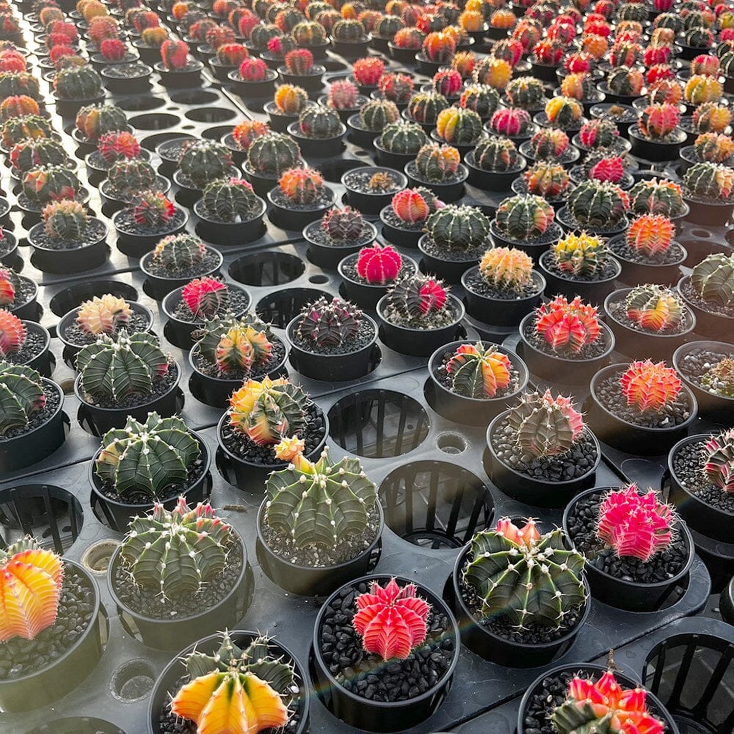 Variegated Gymnocalycium Cactus House Oplant in 7cm Pot House Plant