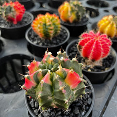 Variegated Gymnocalycium Cactus House Oplant in 7cm Pot House Plant