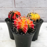 Variegated Gymnocalycium Mixed  Cactus House Plant in 7cm Pot