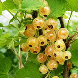 Whitecurant White Versailles (Ribes rubrum) Fruit Bush 3ltr Pot