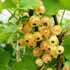 Whitecurant White Versailles (Ribes rubrum) Fruit Bush 3ltr Pot Fruit