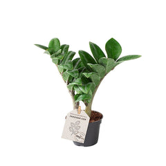 Zamioculcas Zamifolia ZZ House Plant 6cm Pot Potted Houseplants